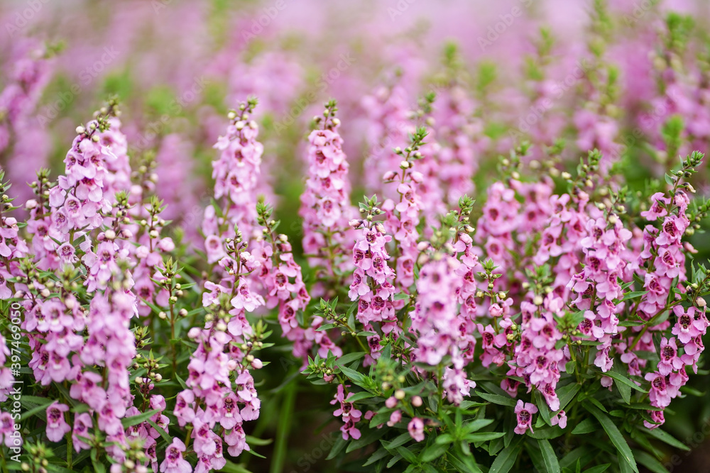 Blooming of pink and purple Angelonia flower or Angelonia goyazensis in the field as a blackground