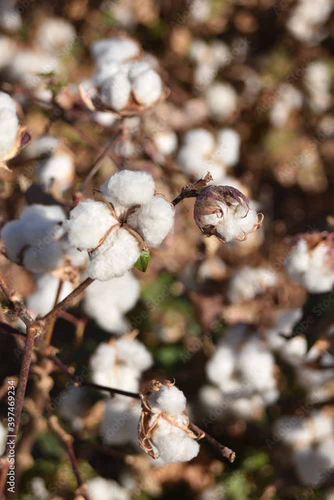 Arizona cotton field, cotton, bolls, plants, agriculture, farming, 