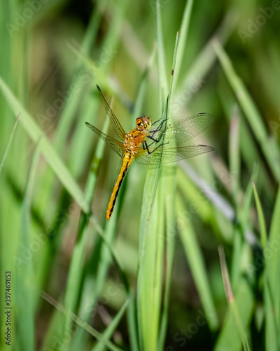 Dragon Fly on blade of grass