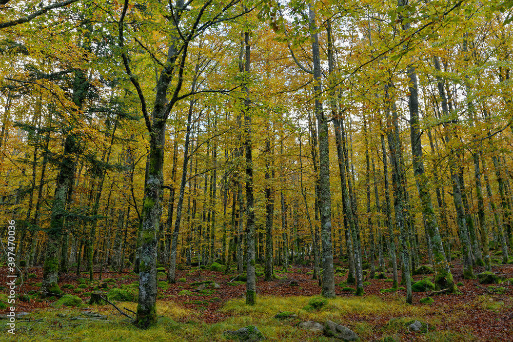 Fototapeta premium forêt en automne