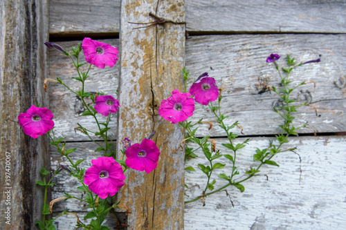 Flores rojas sobre madera rustica 