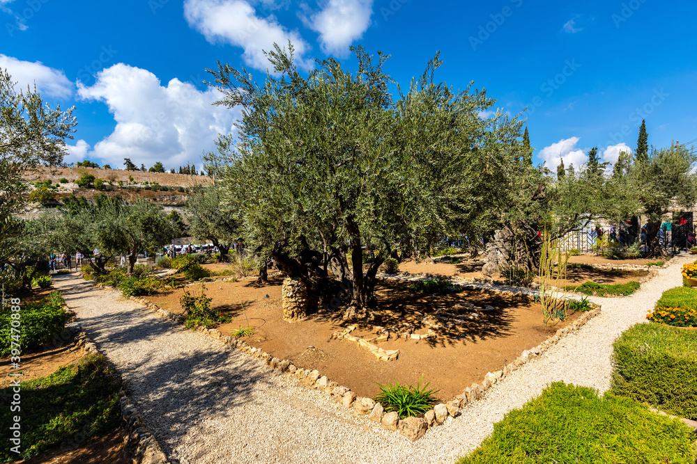 Historic Olive trees in Garden of Gethsemane within Gethsemane Sanctuary on Mount of Olives near Jerusalem, Israel