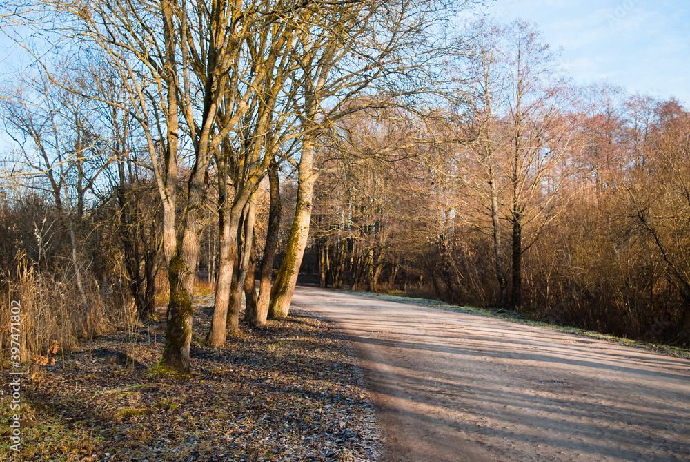 dirt road and large trees in the forest in autumn dirt road and large trees in the forest in autumn