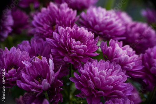 Many small purple flowers  Trifolium 