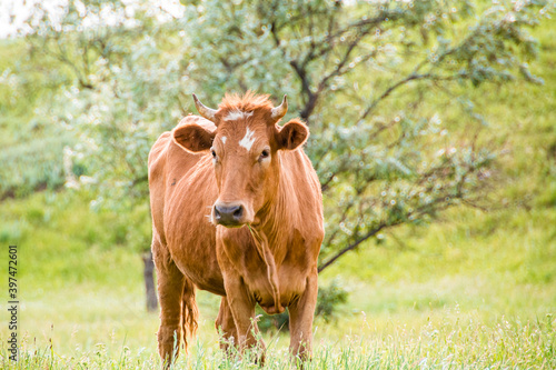 Brown cattle cow in Russia. Close-up of a brown and white hybrid beef cow with negative space at the top. Symbol of the year 2021