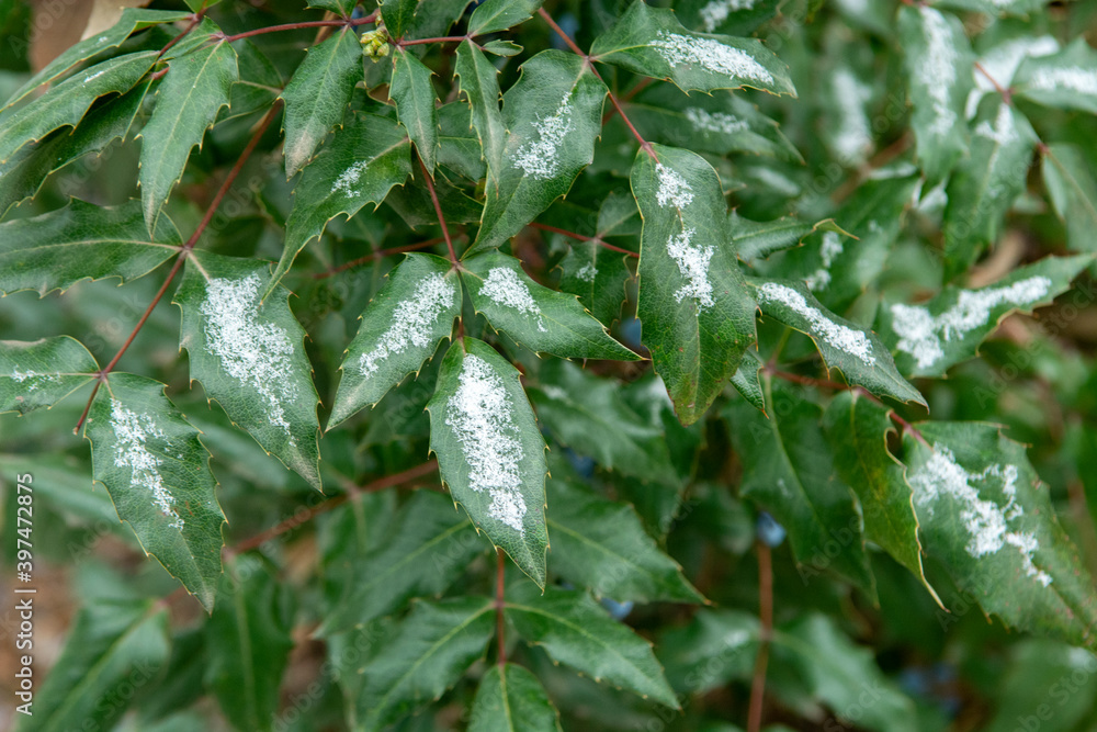 frost on branches frost on branches