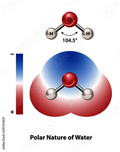 Science diagram of the polar nature of a water molecule; positive and negative charges.