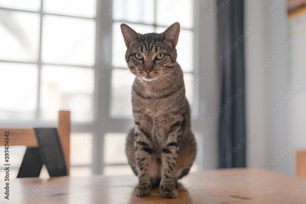 gray tabby cat with green eyes sitting on a table, looks at the camera