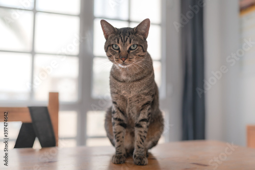 gray tabby cat with green eyes sitting on a table, looks at the camera