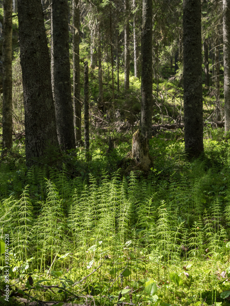 Wood horsetail plant growing at spruce swamp Wood horsetail plant growing at spruce swamp