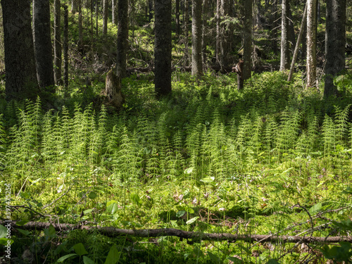 Wood horsetail plant growing at spruce swamp