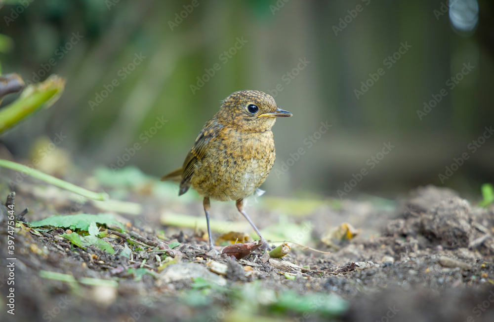 Naklejka premium Juvenile robin (erithacus rubecula) in spring, UK