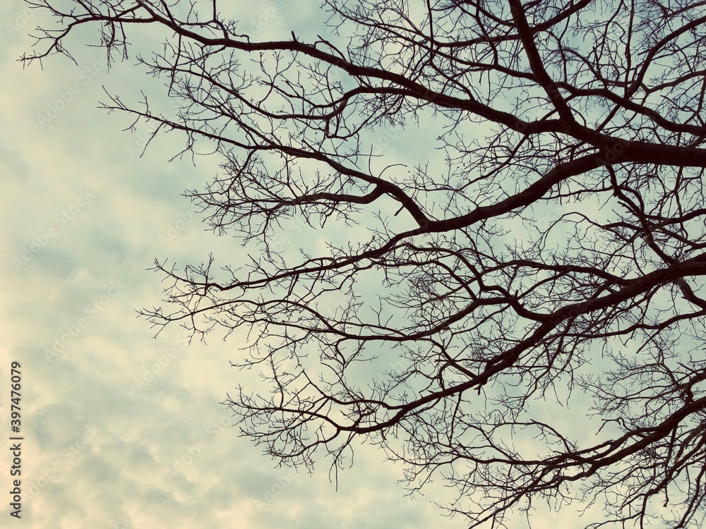bare oak tree branches in cloudy sky background bare oak tree branches in cloudy sky background