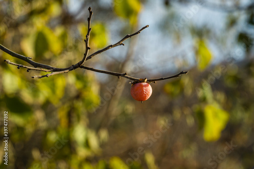 Ripe pink orange small persimmon fruit of Diospyros virginiana on autumn bokeh background. Persimmon tree or Diospyros kaki, species of perennial Ebenaceae tree.