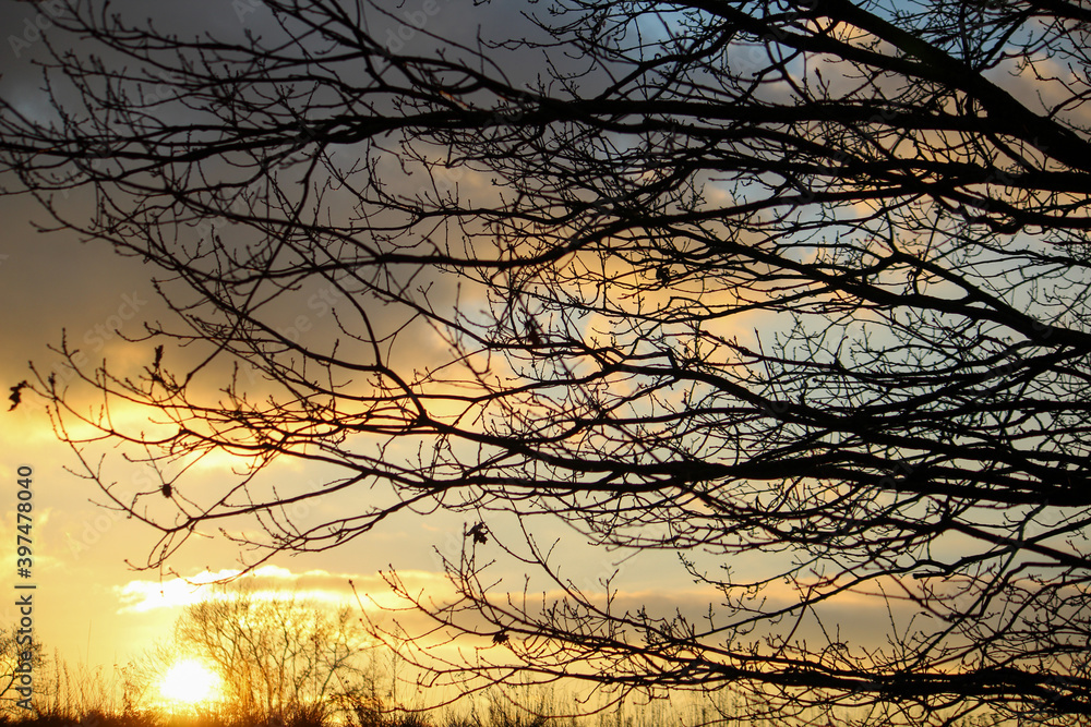 Obraz premium sunset in the forest