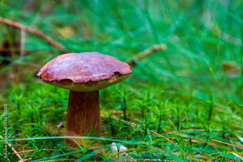 Boletus in the forest in the green grass Boletus in the forest in the green grass