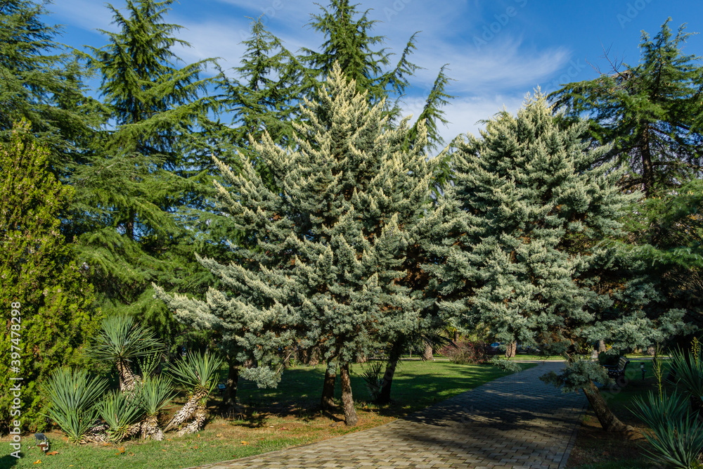Fototapeta premium Beautiful Arizona cypress (Cupressus arizonica) 'Blue Ice' in park of center resort city Sochi.