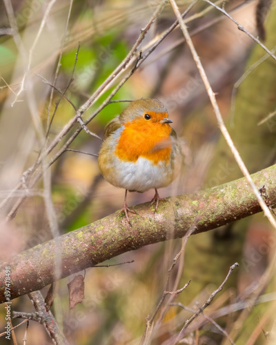 European Robin Perched on a Branch © Ian