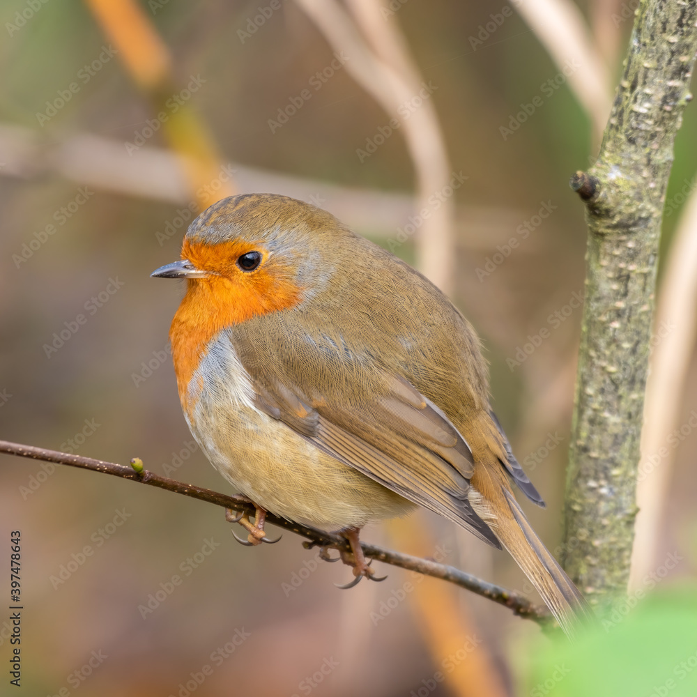 European Robin Perched on a Twig European Robin Perched on a Twig