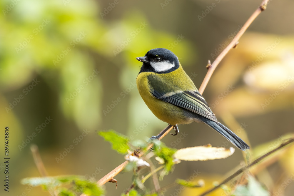 Fototapeta premium Beautiful Great Tit Perched on a Twig