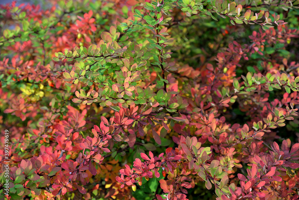 Barberry (Berberis) bush berries in autumn garden Barberry (Berberis) bush berries in autumn garden