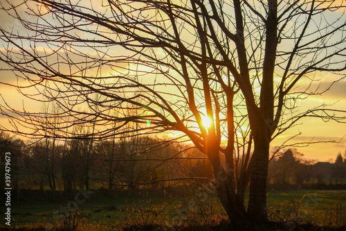 sunset in the forest