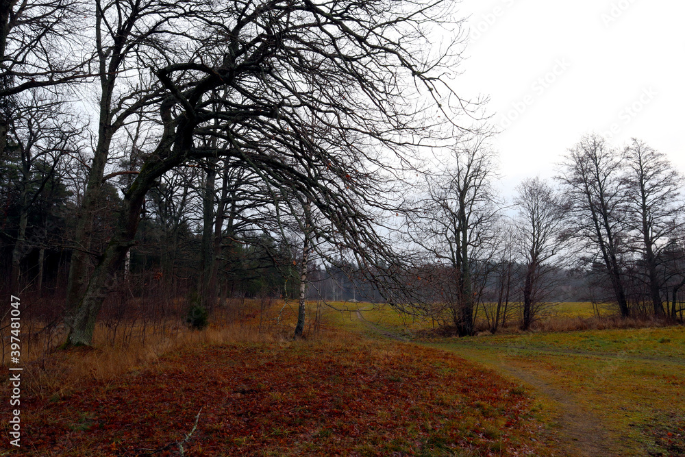 Old trees without leaves during December. Swedish countryside. Gray and rainy day. Nice view and sight. Stockholm, Sweden.