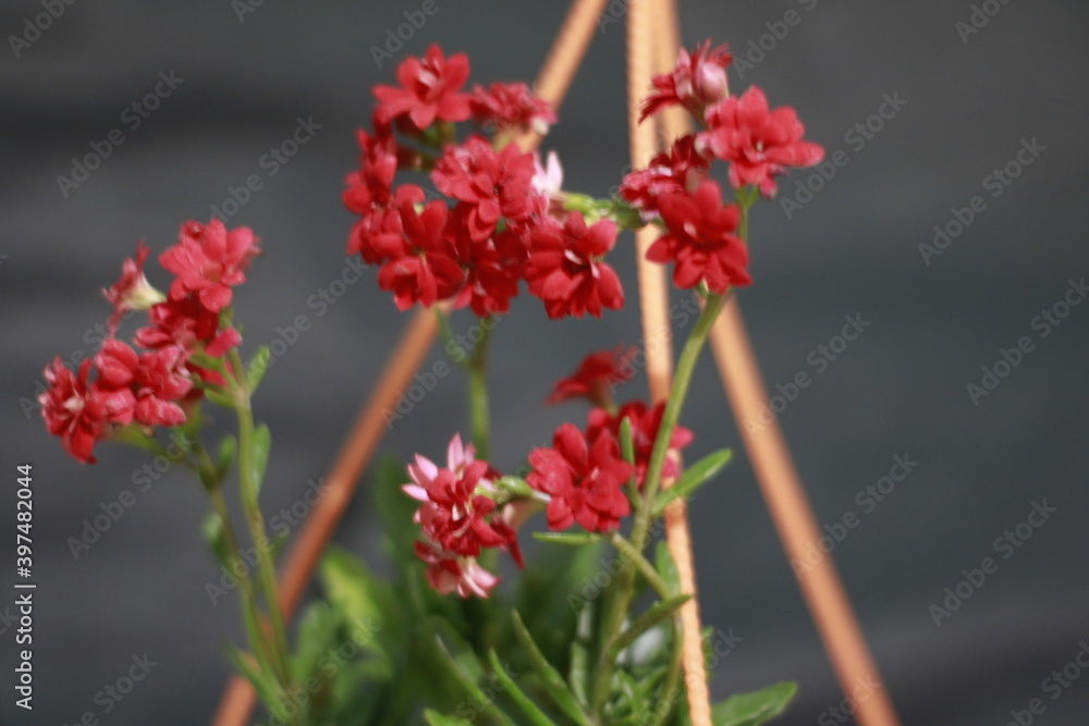 Red Flower in home garden. Beautiful Red Flower Red Flower in home garden. Beautiful Red Flower