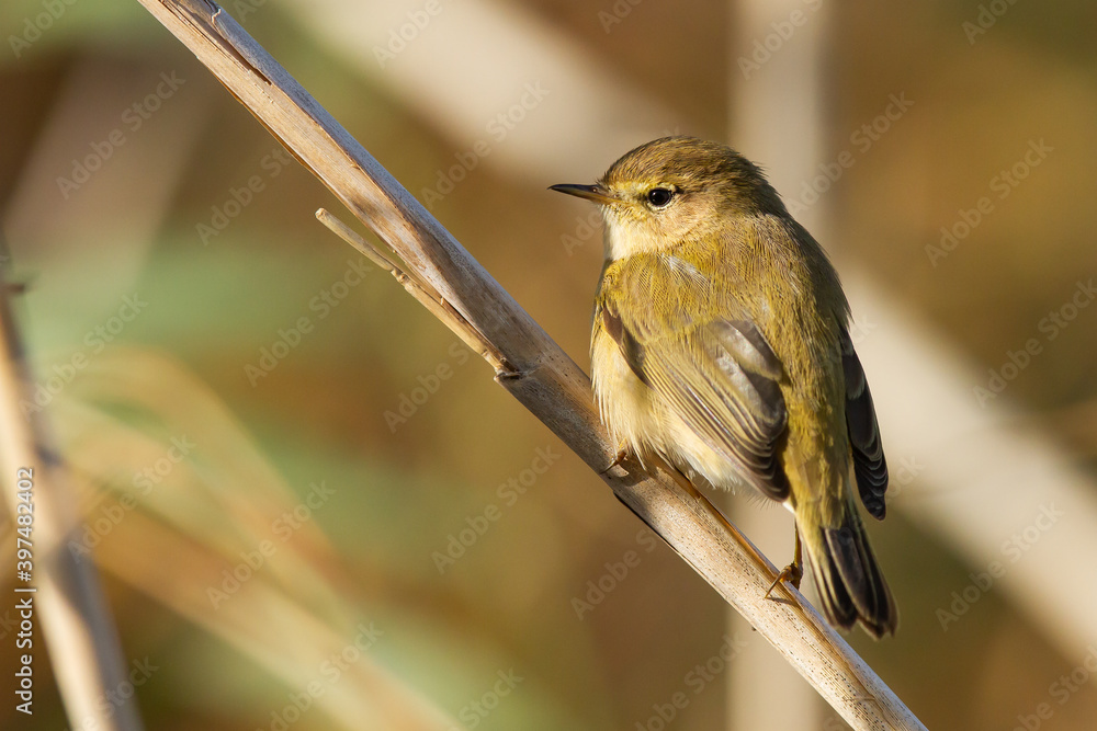 Fototapeta premium Phylloscopus trochilus, small greenish bird with white belly on the branch