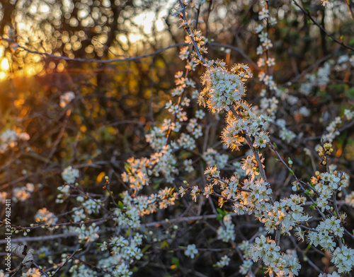 Flowering hawthorn hedgerow at dawn