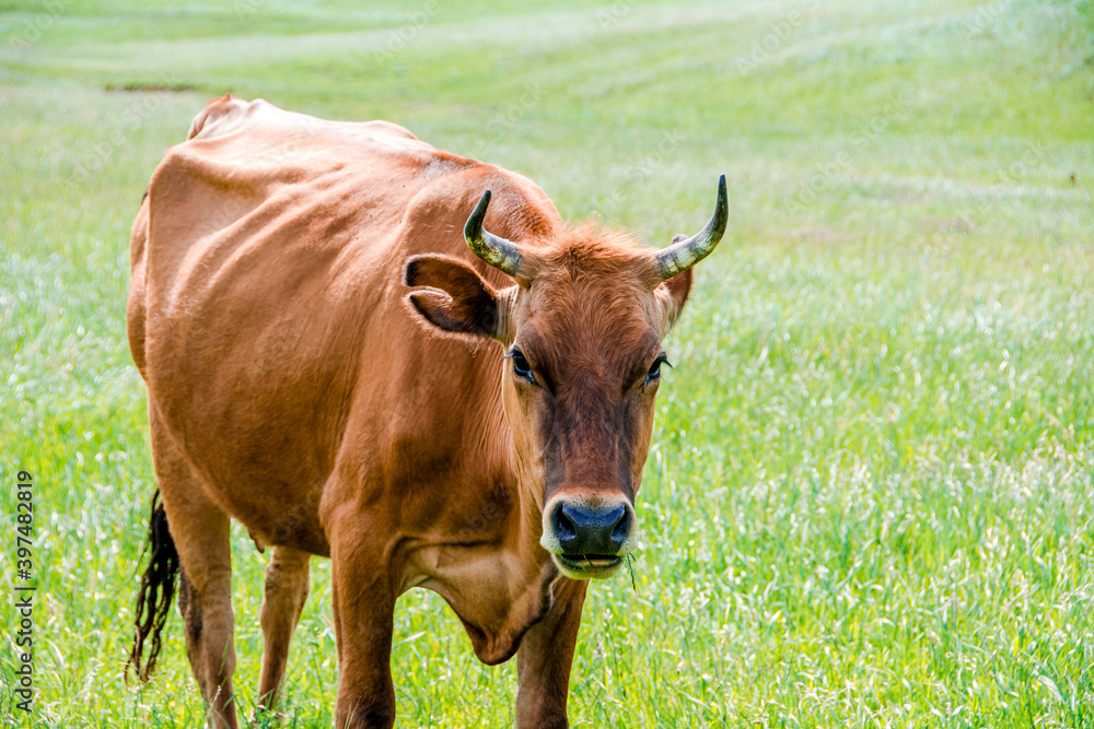 Portrait of a brown cow. A cow walks on a green meadow, an open farm with dairy cattle on a field in a rural farm. A cow grazes on a green meadow. Agriculture. Pure nature.
