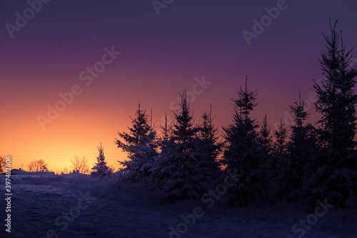 A beautiful fir tree silhouettes against the dawn sky. Early winter scenery during the sunrise. Winter morning landscape of Northern Europe.