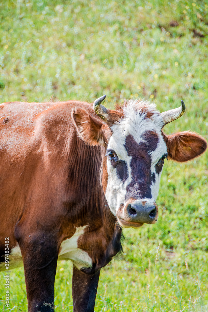 cow, animal, cattle, farm, grass, brown, field, pasture, bull, agriculture, calf, meadow, beef, mammal, green, nature, rural, livestock, grazing, summer, animals, horns, milk, bovine, cows cow, animal, cattle, farm, grass, brown, field, pasture, bull, agriculture, calf, meadow, beef, mammal, green, nature, rural, livestock, grazing, summer, animals, horns, milk, bovine, cows