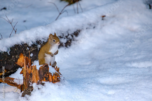 Red squirrel perched on stump above snow Fototapet