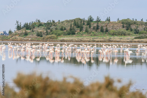 Flock of flamingos in salt lake