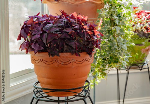 Obraz na plátně A beautiful purple oxalis shamrock plant garnering its energy from sunny windows in the workspace creating a healthy environment and greenspace for the telecommuter
