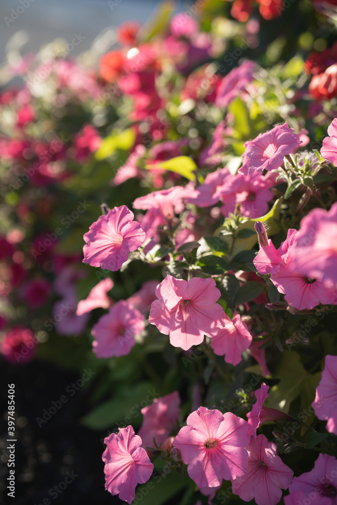 Fototapeta premium Beautiful Petunia on a sunny day