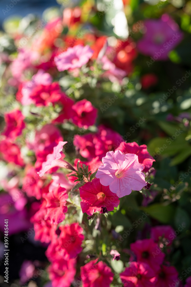 Beautiful Petunia on a sunny day Beautiful Petunia on a sunny day