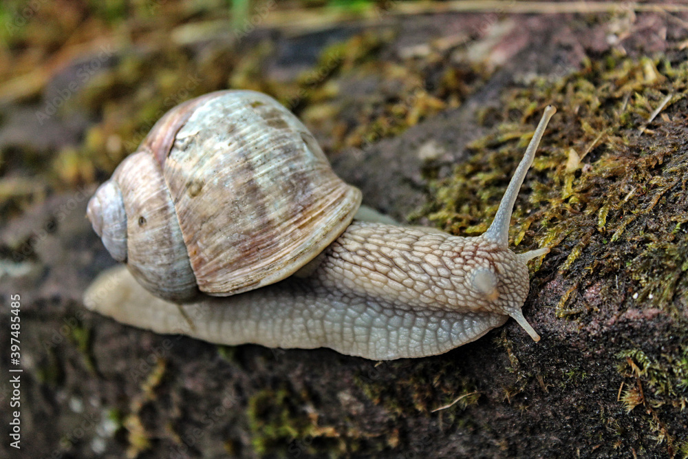 A snail carrying his home on his back. A snail carrying his home on his back.
