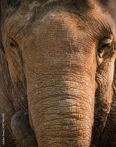 Wise elephant in contrast.  Dublin zoo.