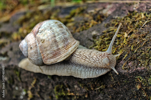 A snail carrying his home on his back.