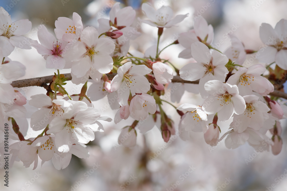 Wunderschöne weiße Kirschblüten im Sonnenlicht Wunderschöne weiße Kirschblüten im Sonnenlicht