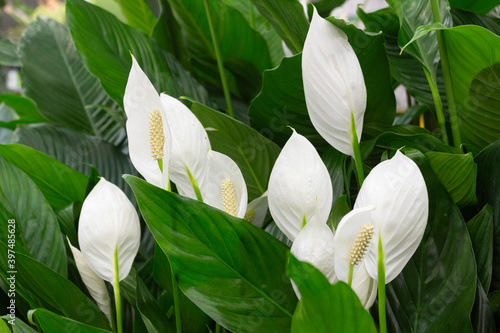 White flowers of spathiphyllum on a background of green leaves close-up.