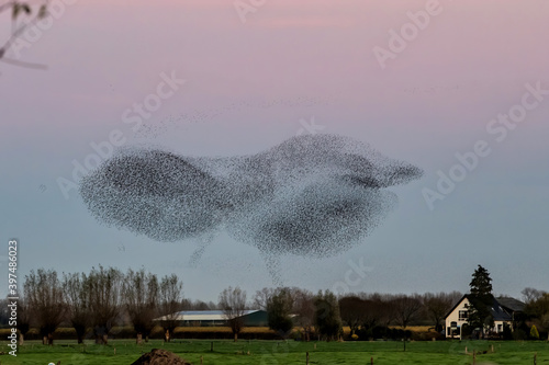 Photography Starling murmurations