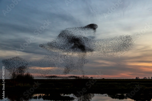 Bilde på lerret Starling murmurations