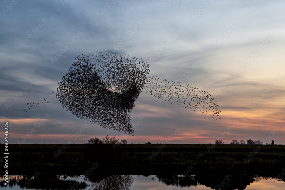 Obraz premium Starling murmurations. A large flock of starlings fly at sunset in the Netherlands. Hundreds of thousands starlings come together making big clouds to protect against birds of prey.