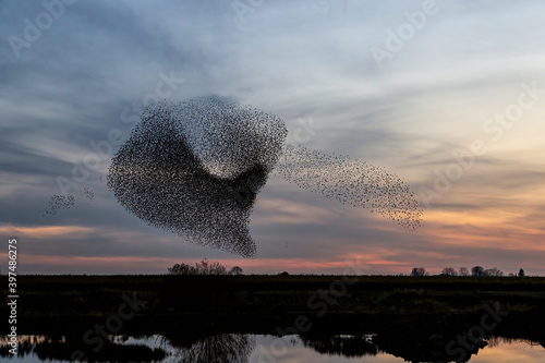 Starling murmurations. A large flock of starlings fly at sunset in the Netherlands. Hundreds of thousands starlings come together making big clouds to protect against birds of prey. 