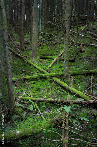 Woodland scene with fallen trees on the ground covered with green moss