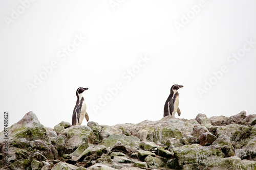 Two Humboldt Penguins (Spheniscus humboldti) on Rocks. Ballestas Islands, Paracas, Peru