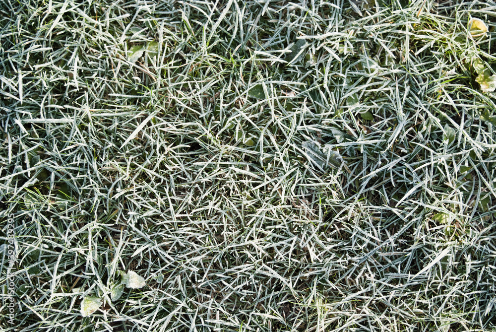 natural background. green grass covered with frost natural background. green grass covered with frost
